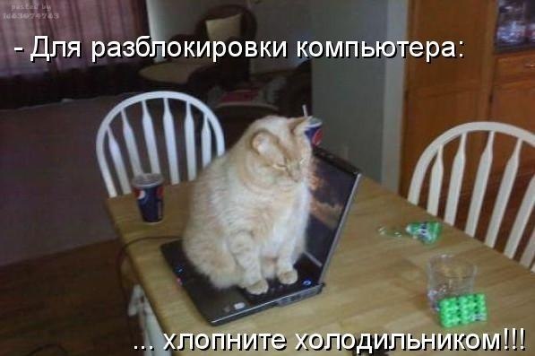 Прикрепленное изображение: cat.jpg
