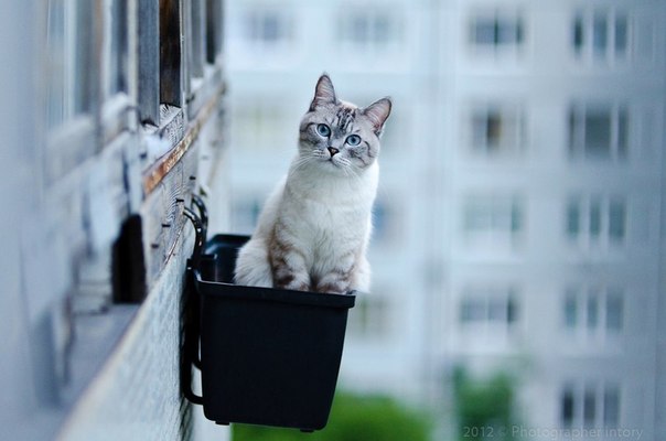 Прикрепленное изображение: кошка на высоте.jpg